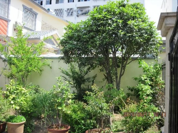 庭院种什么植物风水好又旺财