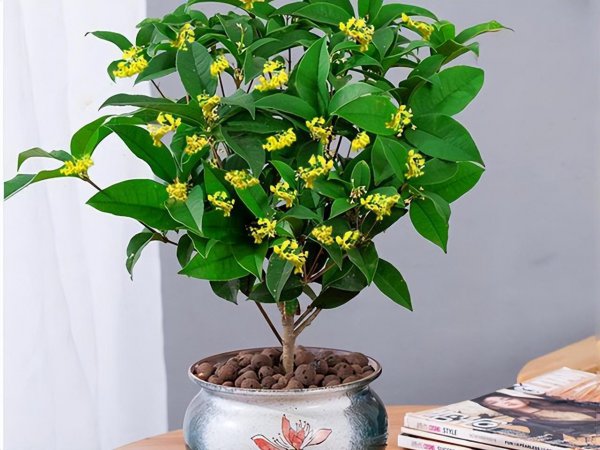 庭院种什么植物风水好又旺财