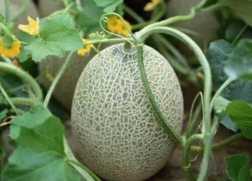 甜瓜是热带水果吗