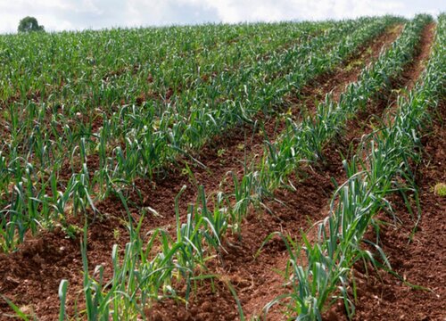 韭菜一年四季都能种吗