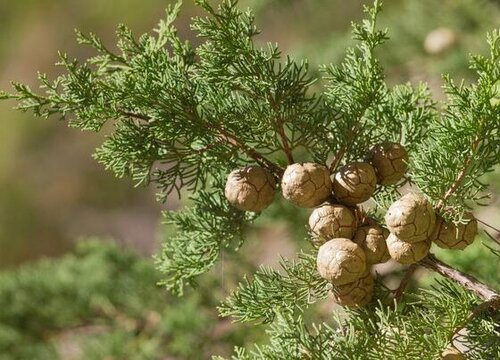 侧柏树的风水作用与禁忌
