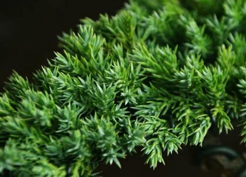 侧柏树的风水作用与禁忌