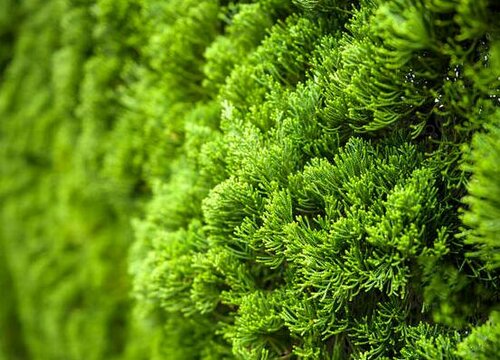 侧柏树的风水作用与禁忌