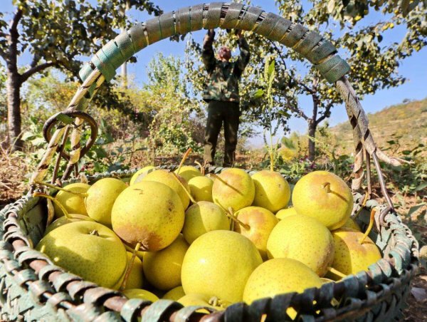 东北冻梨是什么东西