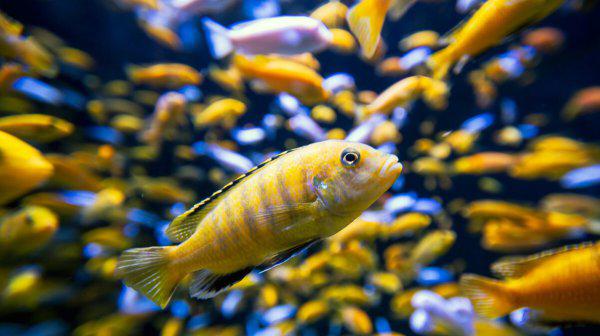 鱼缸黄水变清小窍门