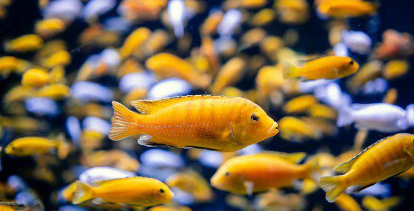 鱼缸黄水变清小窍门