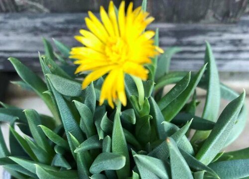 黄花照波怎么爆盆