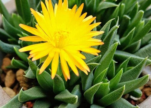 黄花照波怎么爆盆