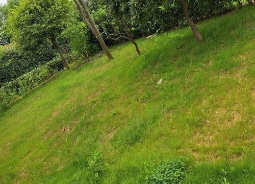 北方黑麦草什么时候播种合适