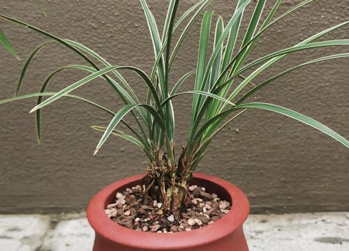 夏季兰花养分都是从哪里来的呢