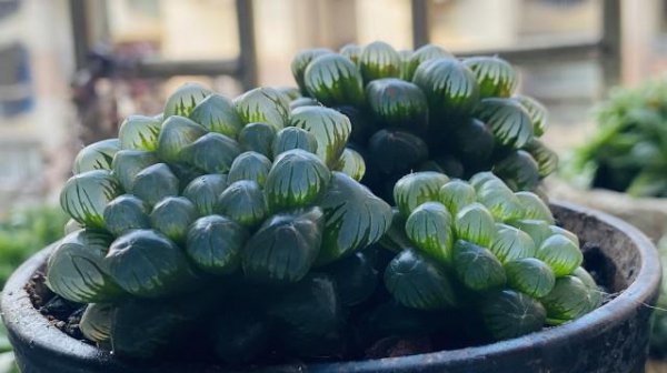 多肉植物能不能浇水在叶片上