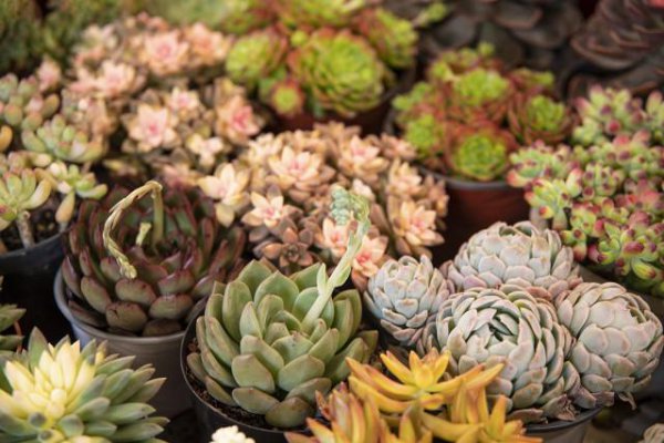 多肉植物能不能浇水在叶片上