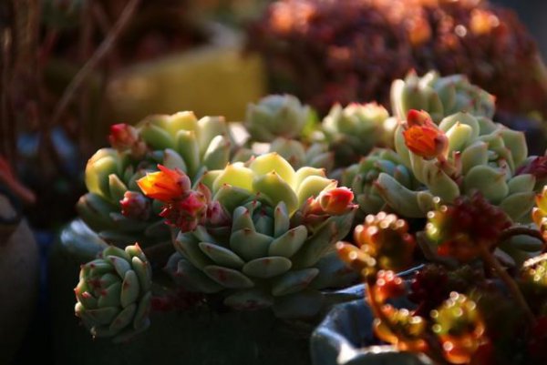 多肉植物能不能浇水在叶片上