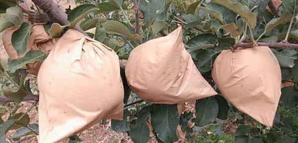 苹果取袋子的最佳时间