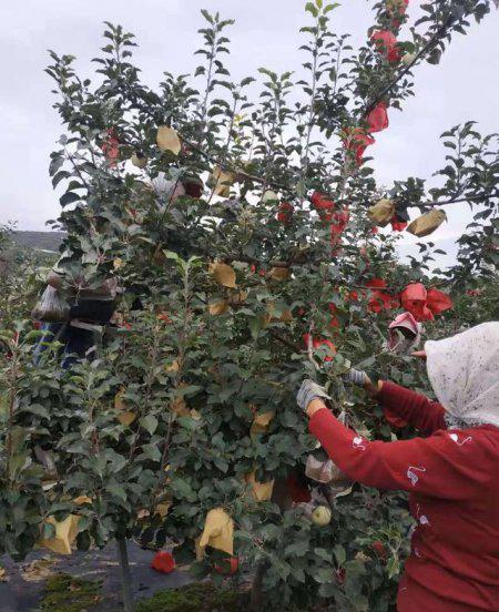 苹果取袋子的最佳时间