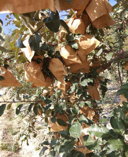 苹果取袋子的最佳时间