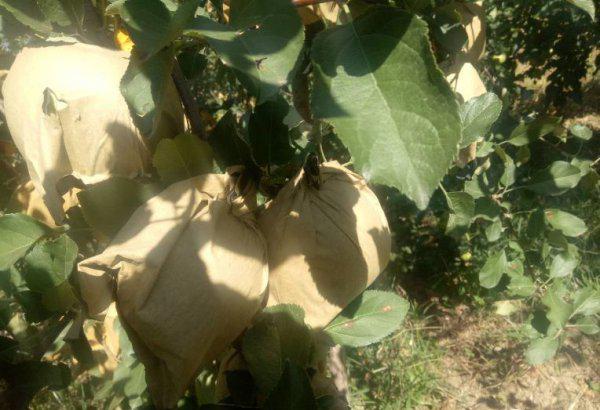 苹果取袋子的最佳时间