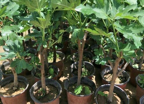 无花果冬天落叶吗