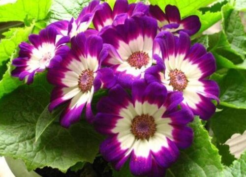 瓜叶菊一年开几次花