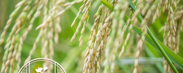 水稻适合什么季节播种