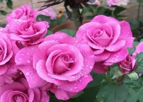 冥王星月季的优缺点