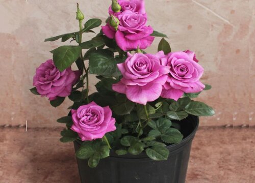 冥王星月季的优缺点