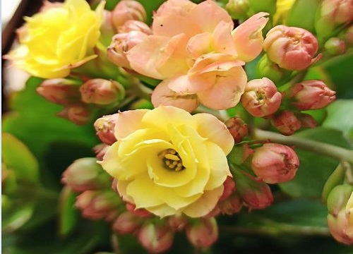 夏季养殖长寿花如何避免烂心