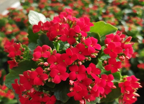 夏季养殖长寿花如何避免烂心