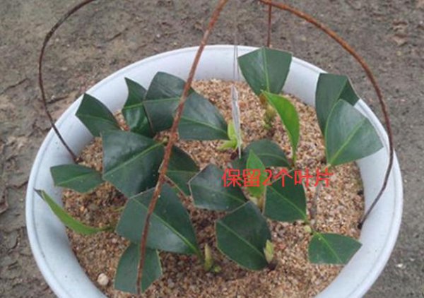 山茶花什么时候扦插成活率高