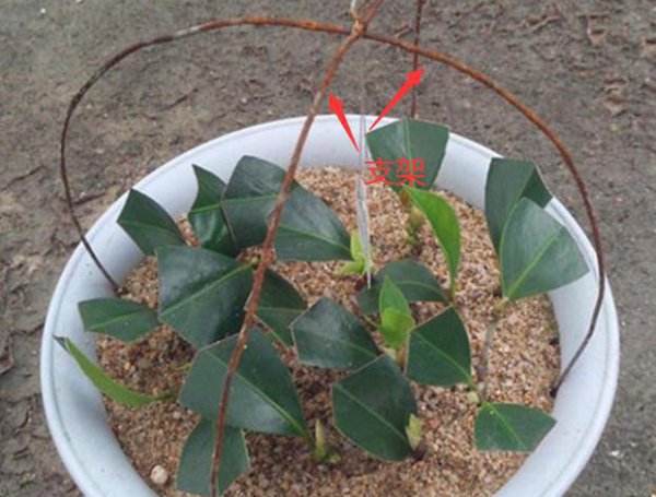 山茶花什么时候扦插成活率高