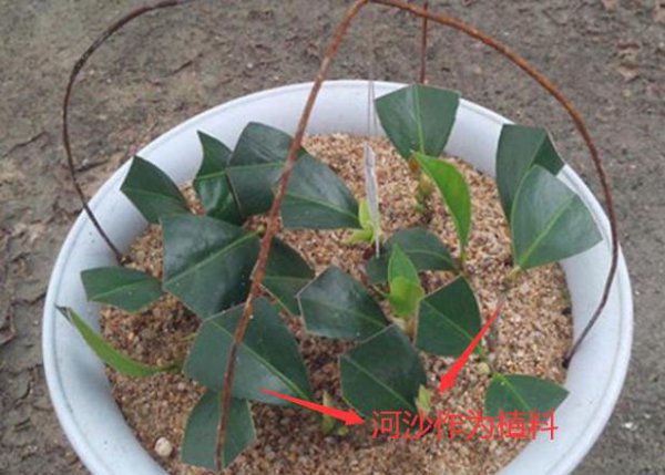 山茶花什么时候扦插成活率高