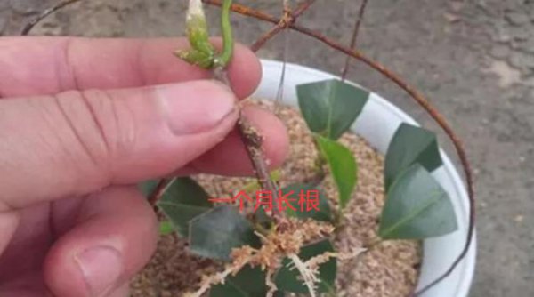 山茶花什么时候扦插成活率高