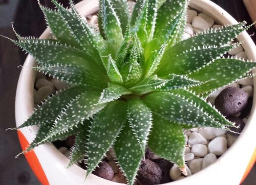 波露可以叶插吗