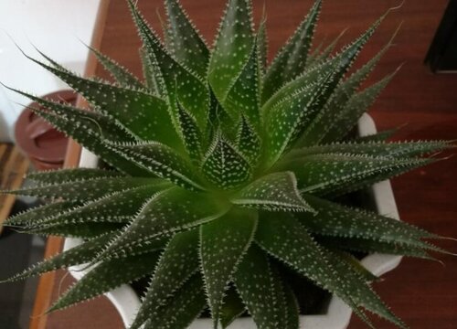 波露可以叶插吗