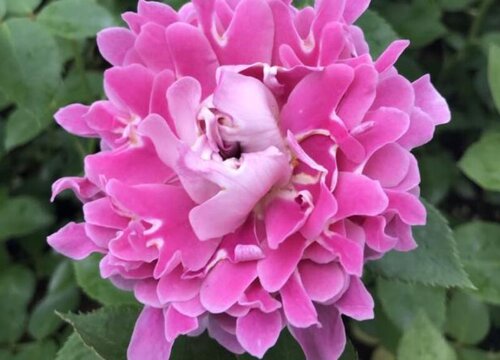 梦幻褶边月季是藤本还是灌木