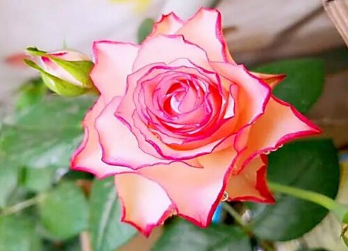 根接月季与扦插哪个好