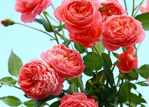 根接月季与扦插哪个好