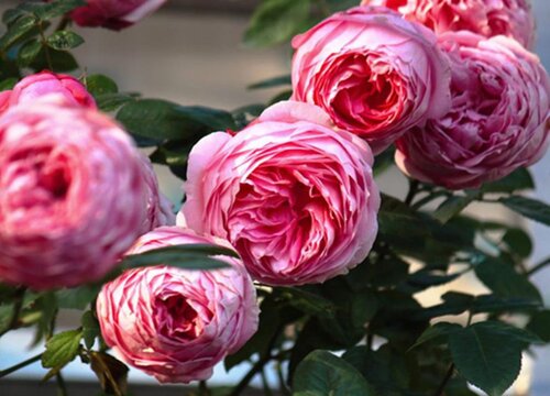 根接月季与扦插哪个好