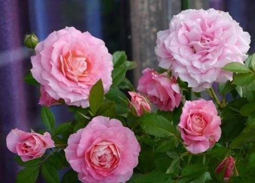 根接月季与扦插哪个好