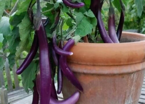 茄子根腐病的防治方法