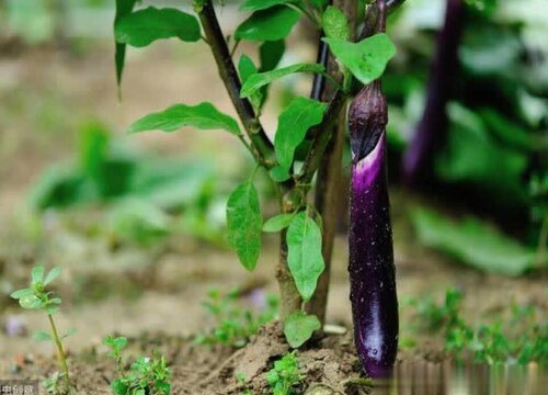 茄子根腐病的防治方法