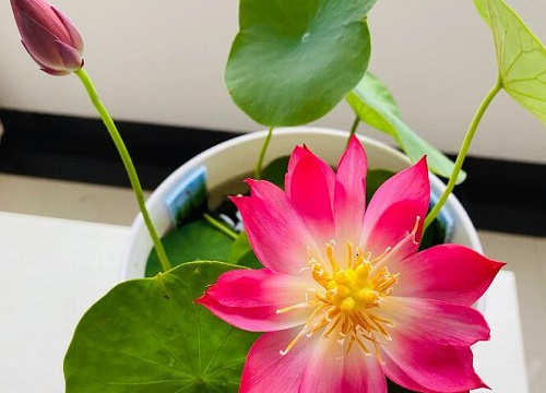 水培碗莲叶片泛黄如何解决