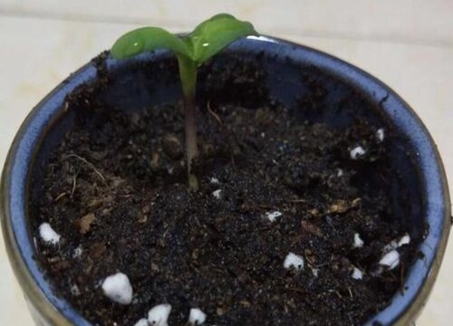 葵花苗可以移栽吗