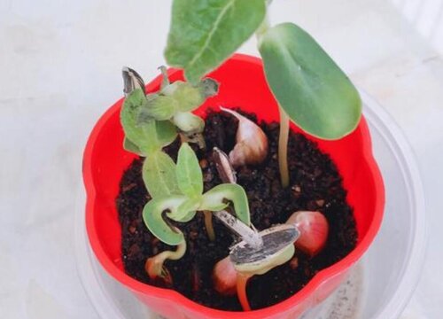 葵花苗可以移栽吗