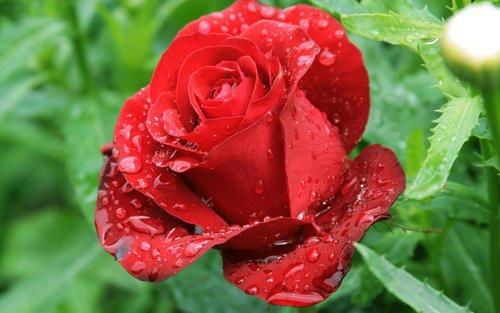 怎么让玫瑰花保持长久一点