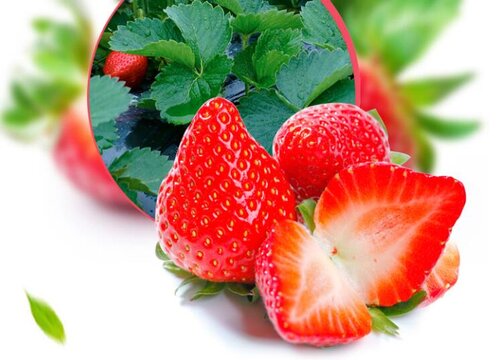 四季草莓苗一年四季都结果吗