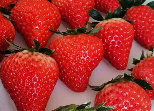 四季草莓苗一年四季都结果吗