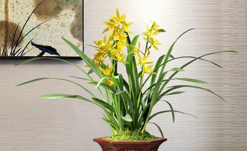 兰花适合放阳台上吗