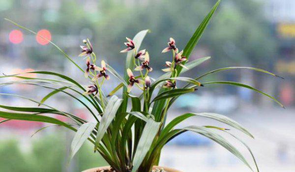 兰花适合放阳台上吗