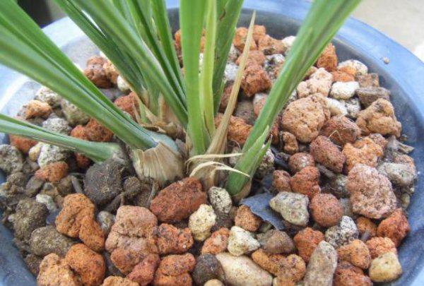 兰花适合放阳台上吗